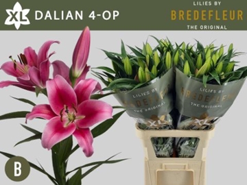 Lilium Ot Dalian 100cm 4/5bl