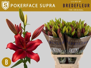 Lilium La Pokerface 100cm 4/5bl