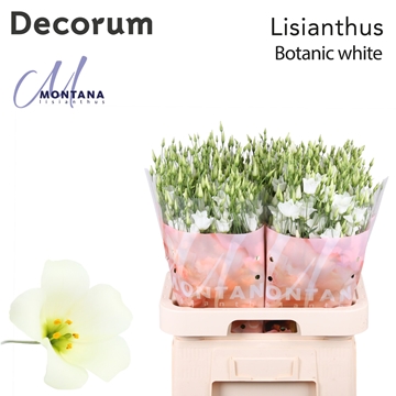 Lisianthus Single Botanica White 70cm