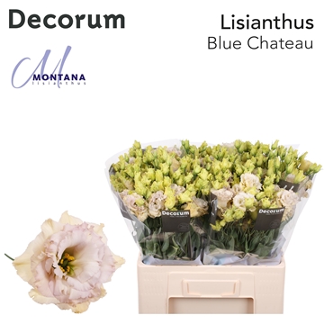 Lisianthus Double Blue Chateau 60cm