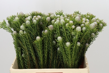 Leucadendron Jade Pearl Bunch 60cm