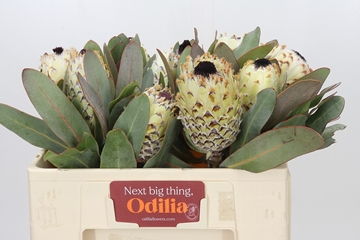 Protea Barbigera Ice Queen 50cm