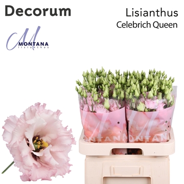 Lisianthus Double Celeb Queen 60cm