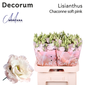Lisianthus Double Chac Soft Pink 70cm