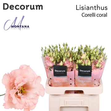 Lisianthus Double Corelli Coral 70cm