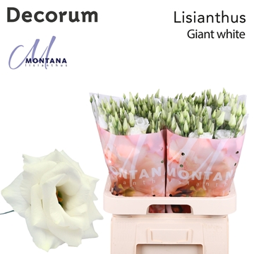 Lisianthus Double Giant White 70cm