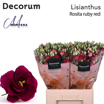 Lisianthus Double Rosita Red 60cm