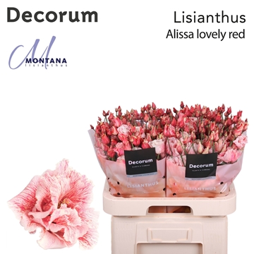 Lisianthus Double 70cm
