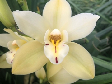 Cymbidium Mini Earlys Paddy 40cm