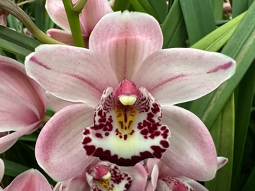 Cymbidium Mini Itaska 50cm