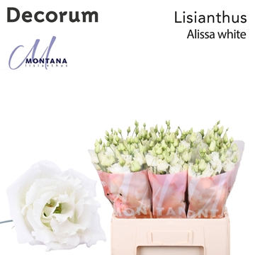 Lisianthus Double Alissa White 60cm