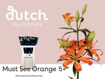 Li As Must See 70cm 4/5bl