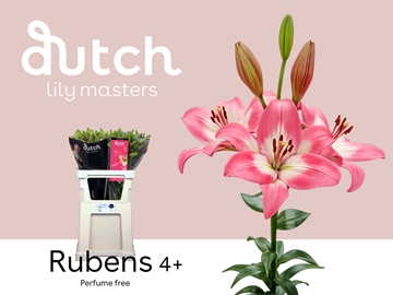 Li La Rubens 90cm 4/5bl