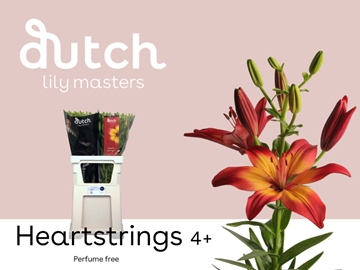 Lilium As Heartstrings 90cm 4/5bl