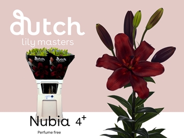 Li La Nubia 90cm 4/5bl