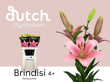 Lilium La Brindisi 80cm 4/5bl