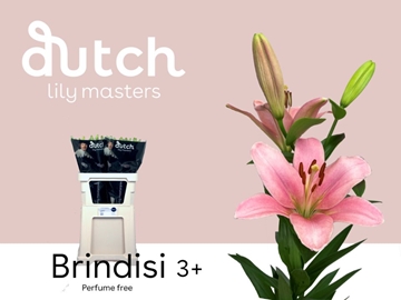 Lilium La Brindisi 80cm 3/5bl