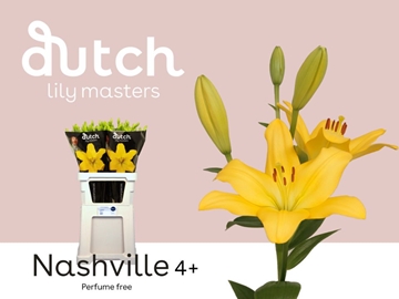 Lilium La Nashville 90cm 4/5bl