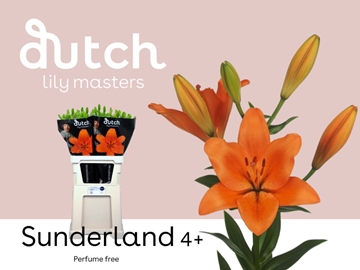 Lilium La Sunderland 90cm 4/5bl