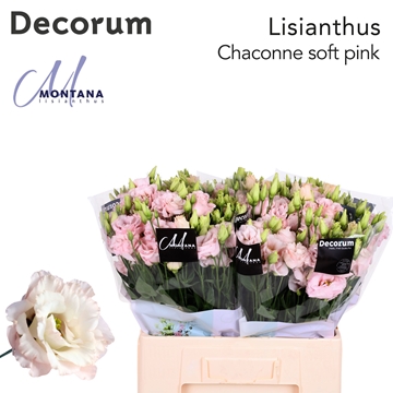 Lisianthus Double Chac Soft Pink 60cm