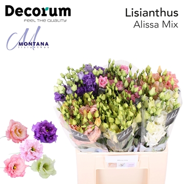 Lisianthus Double Alissa Mixed In Bucket 60cm