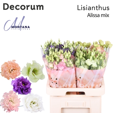 Lisianthus Double Alissa Mixed In Bucket 70cm