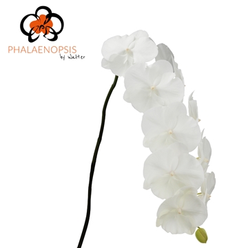 Phalaenopsis White Serenity 80cm 9/12bl