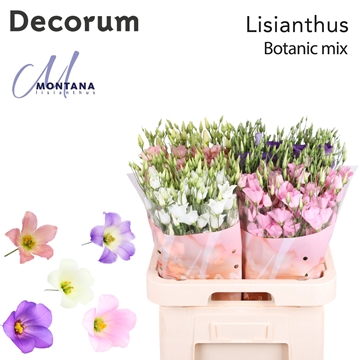 Lisianthus 70cm