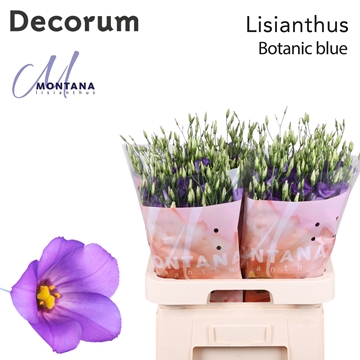 Lisianthus Single Botanica Blue 70cm
