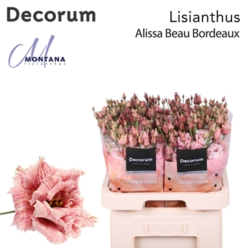 Lisianthus Double 70cm