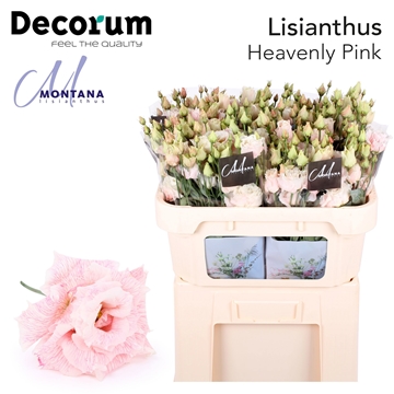 Lisianthus Double 70cm