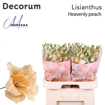 Lisianthus Double 70cm