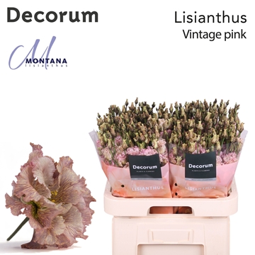 Lisianthus Double 70cm