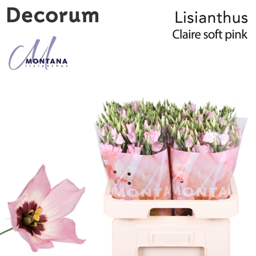 Lisianthus Single Claire L Pink 70cm