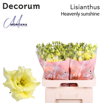 Lisianthus Double Alissa Heavenly Sunshine 70cm