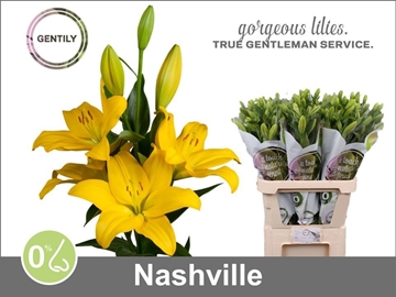 Lilium La Nashville 90cm 5/7bl