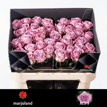 Rosa Nayeli 70cm