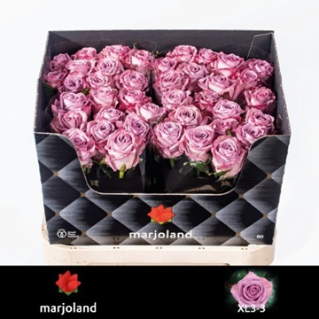 Rosa Nayeli 80cm