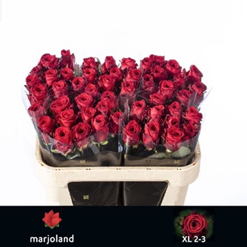 Rosa Hybrida Red Naomi 70cm