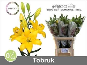 Li La Tobruk 90cm 5/7bl
