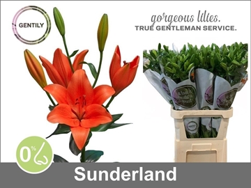 Lilium La Sunderland 90cm 5/7bl