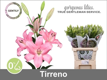 Lilium La Tirreno 90cm 4/5bl