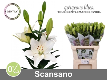 Li La Scansano 90cm 4/5bl