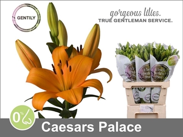 Lilium La Caesars Palace 90cm 5/7bl