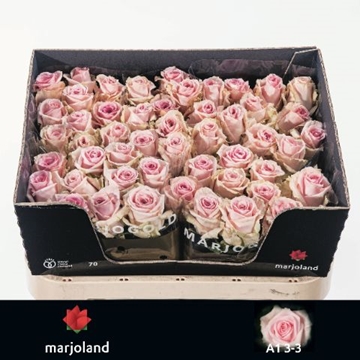 Rosa Sweet Dolomiti 70cm