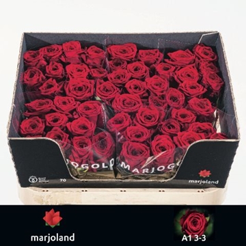Rosa Hybrida Red Naomi 70cm