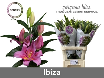 Lilium Or Ibiza 90cm 4/5bl