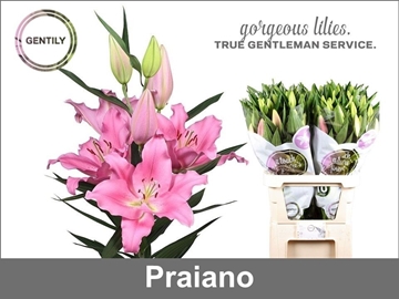 Lilium Or Praiano 80cm 3/5bl