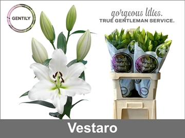 Lilium Ot Vestaro 100cm 4/5bl