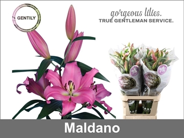 Lilium Ot Maldano 100cm 4/5bl